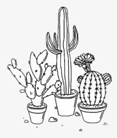 Cactus Aesthetic Plants Tumblr Outline Freetoedit Rh - Transparent White Aesthetic Png, Png Download, Free Download