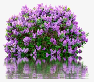 Scentara Double Blue Lilac, HD Png Download, Free Download