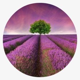 Lavender Field - Lavender Field With Tree Hd, HD Png Download, Free Download