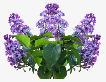 Lilac, Spring, Lilac Flower, Lilac Tree, Purple Flower - Transparent Lilac, HD Png Download, Free Download