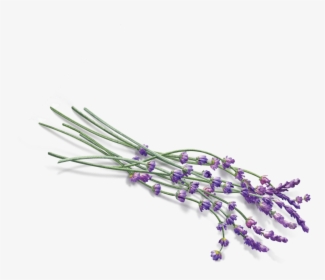 English-lavender - Transparent Background Vector Lavender Png, Png Download, Free Download