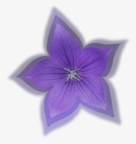 Small Flower Png -more Free Small Flower Png Images - Balloon Flower, Transparent Png, Free Download