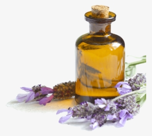 English-lavender - Lavender Essential Oil Png, Transparent Png, Free Download