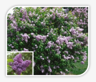 Picture - Common Lilac Flowering Shrubs, HD Png Download, Free Download