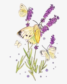 Transparent Lavender Butterfly Clipart - Fernleaf Lavender, HD Png Download, Free Download