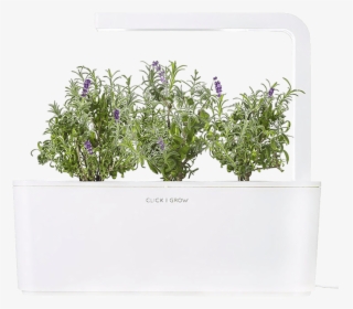 Click And Grow Smart Garden Lavender, HD Png Download, Free Download