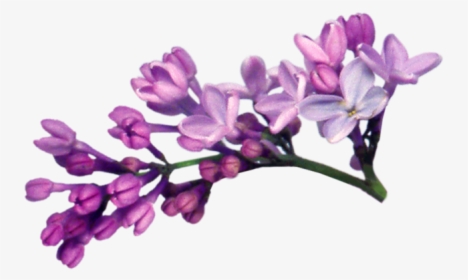 Lavender Bush Png, Transparent Png, Free Download