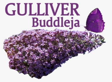 Image Of Buddleja Gulliver - Heather, HD Png Download, Free Download