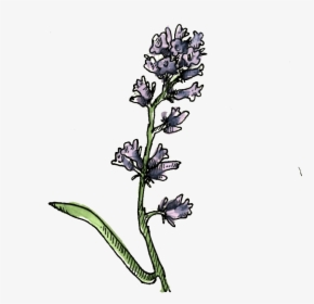 Eriodictyon Parryi Illustration - Neotinea Ustulata, HD Png Download, Free Download