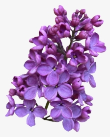 Lilac Png, Transparent Png, Free Download
