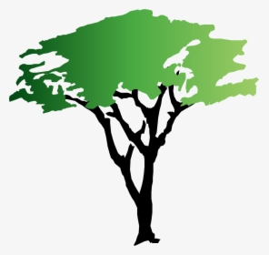 Transparent Tree Of Life Vector Png - Free Acacia Tree Clipart, Png Download, Free Download