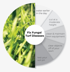 Preventing And Treating Fungal Diseases On Lawn Infographic - Cd, HD Png Download, Free Download