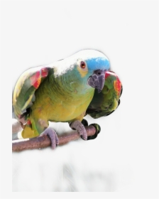 Transparent Papagei Clipart - Budgie, HD Png Download, Free Download