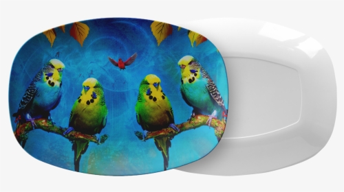 Budgie, HD Png Download, Free Download