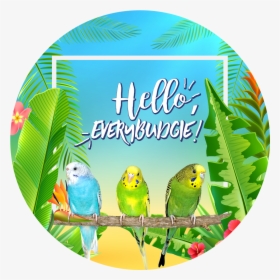 Hello Every Budgie - Budgie, HD Png Download, Free Download