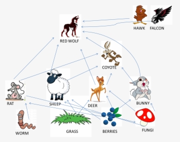 - Red Wolf Food Chain , Png Download - Food Chain Pics Hd, Transparent Png, Free Download