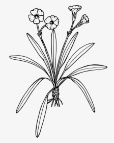 Clipart Plants That Bear Flowers Black And White, HD Png Download, Free Download