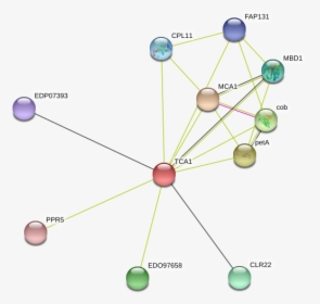 Tca1 Protein - Circle, HD Png Download, Free Download