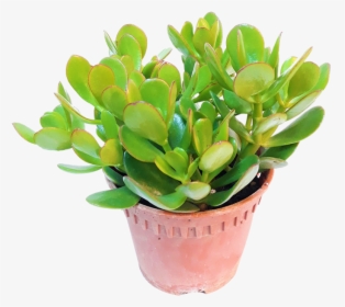 Jade Plant Singapore, HD Png Download, Free Download