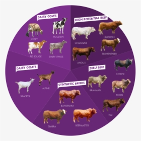 A Selection Of Breeds - Beefmaster, HD Png Download, Free Download