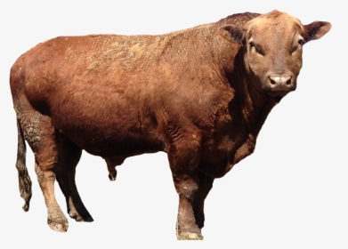 Transparent Bull Real - Offspring Of Cow And Buffalo, HD Png Download, Free Download