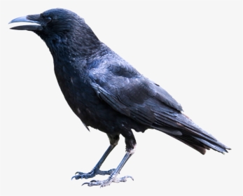 Animals, Bird, Raven, Crow, Black, Wise, Isolated - Crow Bird Png, Transparent Png, Free Download