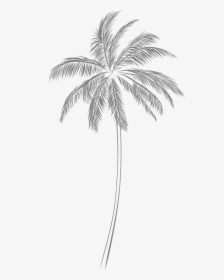 Attalea Speciosa, HD Png Download, Free Download