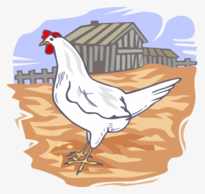 Vector Illustration Of Domesticated Fowl Chicken On - External Parasites Of Poultry, HD Png Download, Free Download