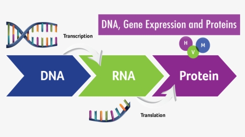 Dna To Proteins Transparent, HD Png Download, Free Download