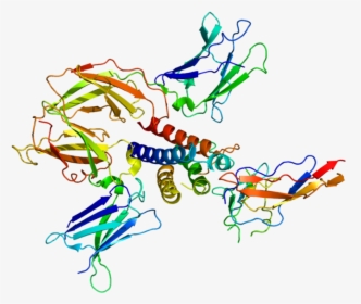 Image Of The Il2rg Protein Discissed In The Text - Common Gamma Chain Protein, HD Png Download, Free Download
