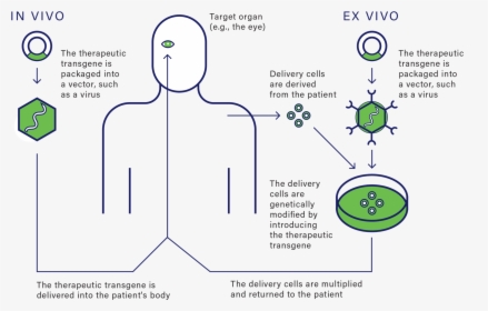 Diagram, HD Png Download, Free Download