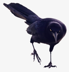 Badass Bird Cutouts Png Badass Raven Bird - Black Bird Png, Transparent Png, Free Download