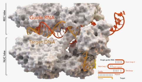 Crispr Cas9 Molecule, HD Png Download, Free Download