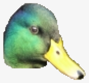 Thumb Image - Duck Face Png, Transparent Png, Free Download