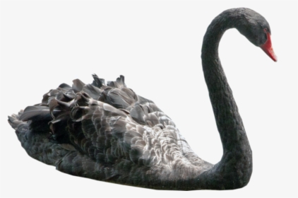 Swan Picture - Black Swan Png, Transparent Png, Free Download