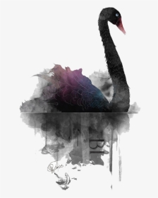 Transparent Black Swan Clipart - Black Swan Watercolor, HD Png Download, Free Download