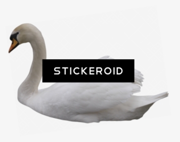 Tundra Swan , Png Download - Tundra Swan, Transparent Png, Free Download