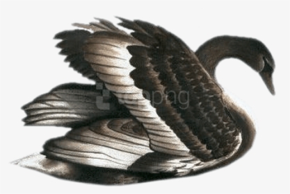 Black Swan Png, Transparent Png, Free Download