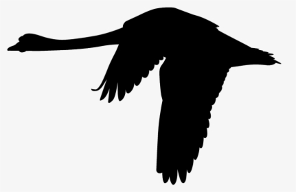 #mq #black #swan #silhuette - Flying Black Swan Png, Transparent Png, Free Download