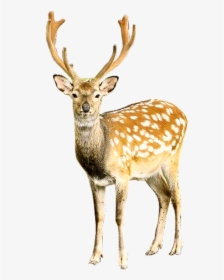 Deer Png, Transparent Png, Free Download