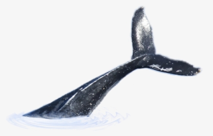 #whale #tail - Whale Tail Png, Transparent Png, Free Download