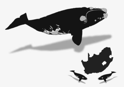 Southern Right Whale Silhouette, HD Png Download, Free Download