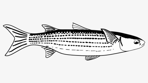 Collection Of Fish - Mullet Drawing, HD Png Download, Free Download