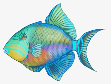 Bluegill Drawing Trigger Fish Banner Transparent Library - Coral Reef Fish, HD Png Download, Free Download