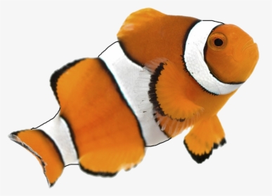 Clown Fish White Background, HD Png Download, Free Download