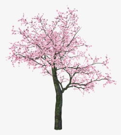 #trees #tree #cherryblossoms #blossoms #pink #nature - Tree Sakura Png, Transparent Png, Free Download