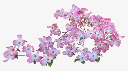 Blossom, Pink, Dogwood, Tree - Dogwood Blossom Png, Transparent Png, Free Download
