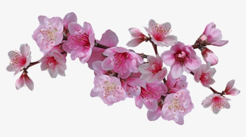 Blossom, Pink, Nectarine, Tree, Cut Out, Isolated - Cherry Blossom, HD Png Download, Free Download