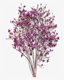 Magnolia Tree Png - Magnolia Tree Cut Out, Transparent Png, Free Download