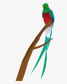 Quetzal Clip Arts - Quetzal Clipart, HD Png Download, Free Download